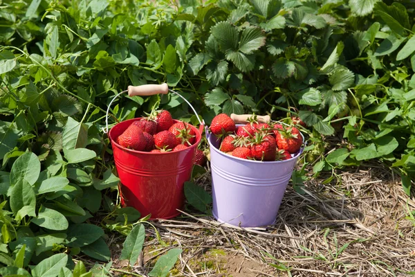 Two metal buckets with strawberries — Stock Photo, Image