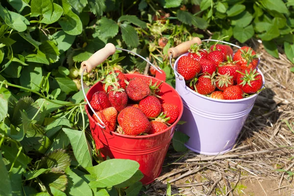 Two buckets with strawberries — Stock Photo, Image