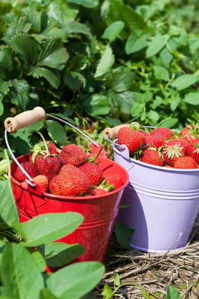 Färska jordgubbar från fältet — Stockfoto