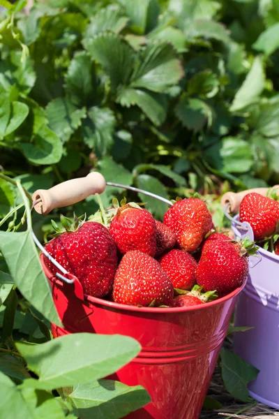 Fermer fraises fraîches cueillies — Photo