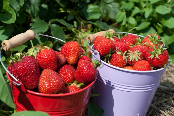 Close up fresh-picked strawberries — Stock Photo, Image