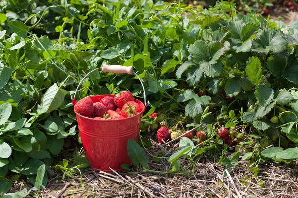 A bucket with strawberries — Stock Photo, Image
