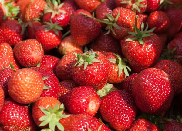 Färska jordgubbar — Stockfoto