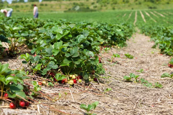 Large strawberry field Stock Picture