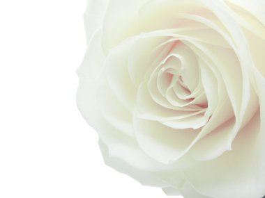 White rose heart closeup clipart