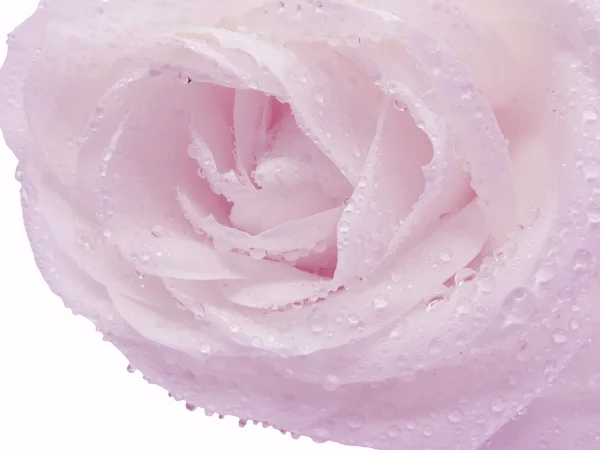 Rose violette en gouttes d'eau — Photo
