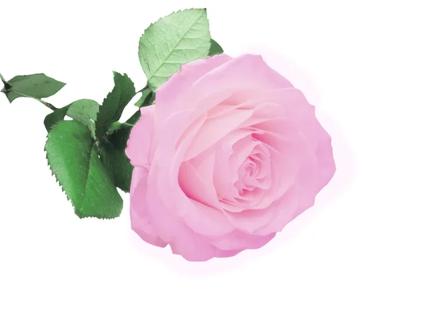 Różowa róża z łodygi i liści — Zdjęcie stockowe