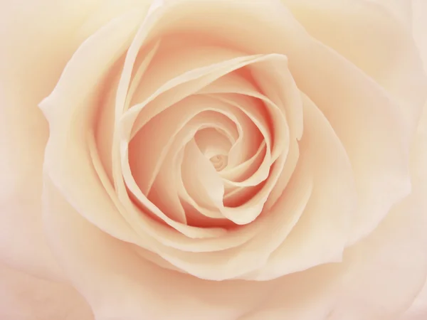 粉红和白色玫瑰心特写 — 图库照片