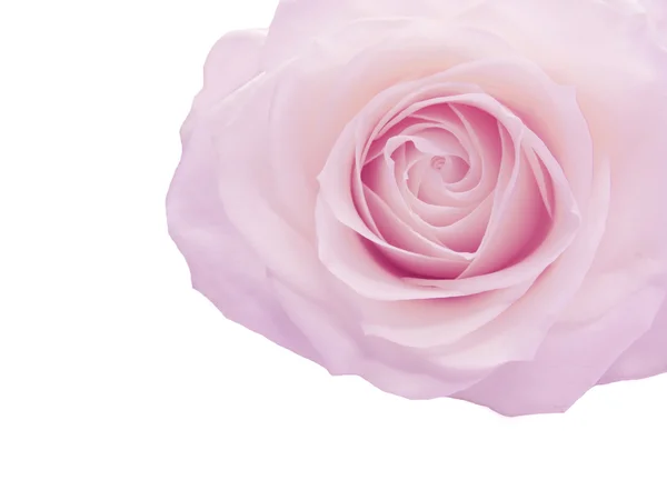 Pink rose on right size — Stock Photo, Image