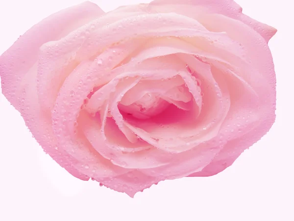 Μοβ και ροζ τριαντάφυλλο καρδιά closeup — Φωτογραφία Αρχείου