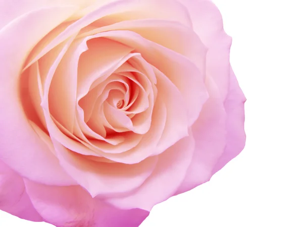 Fioletowy i różowy serce róży zbliżenie — Zdjęcie stockowe