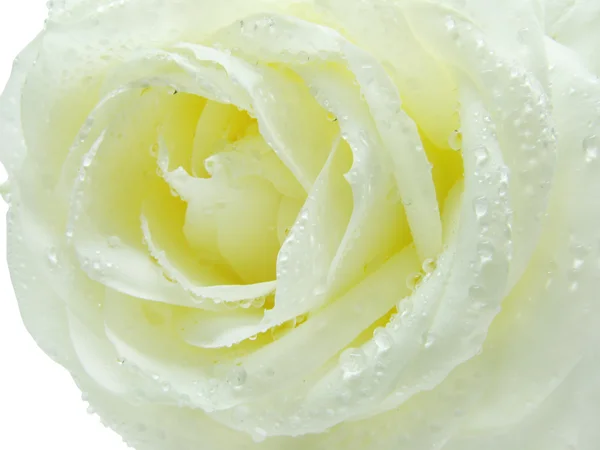 Bílé a žluté růže v kapky vody — Stock fotografie