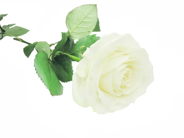 Rosa branca com folhas — Fotografia de Stock