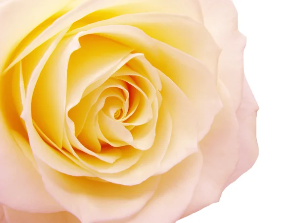 Rose et rose jaune coeur gros plan — Photo