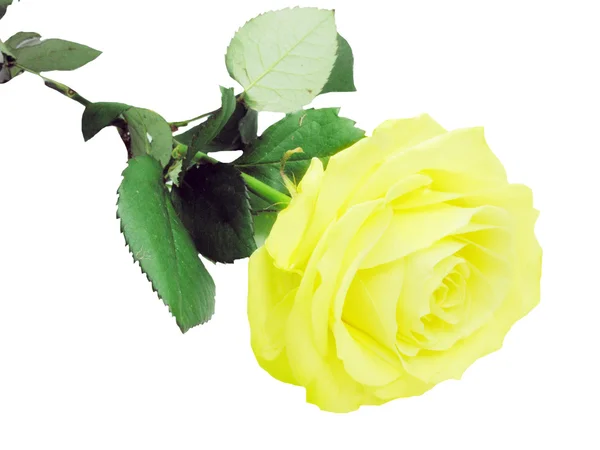 Helder gele roos met bladeren — Stockfoto