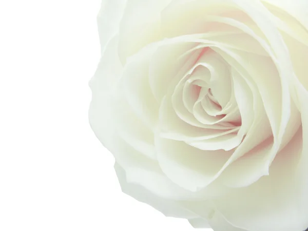 Белое розовое сердце крупным планом — стоковое фото