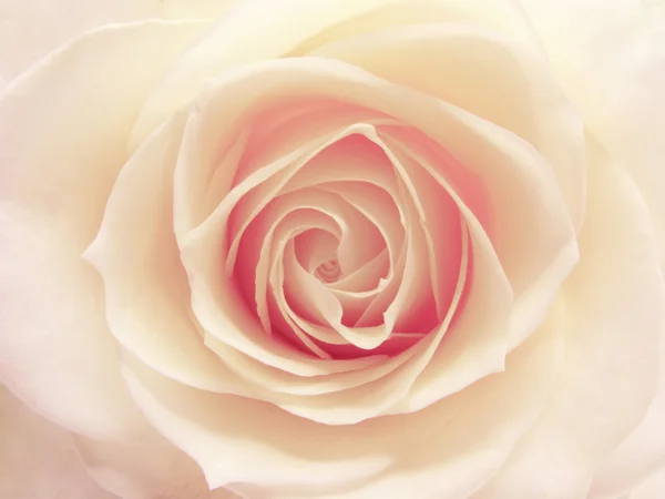 Rosa och vita ros hjärta närbild — Stockfoto