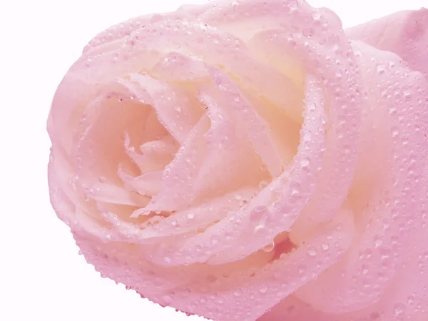 Pink rose in water drops — Stock Photo, Image