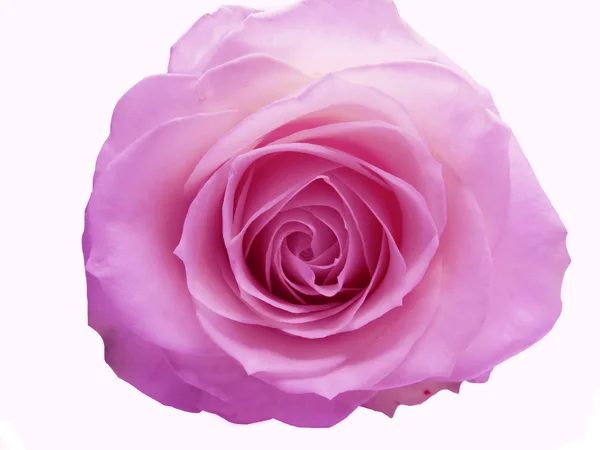 Corazón de rosa violeta profundo primer plano — Foto de Stock