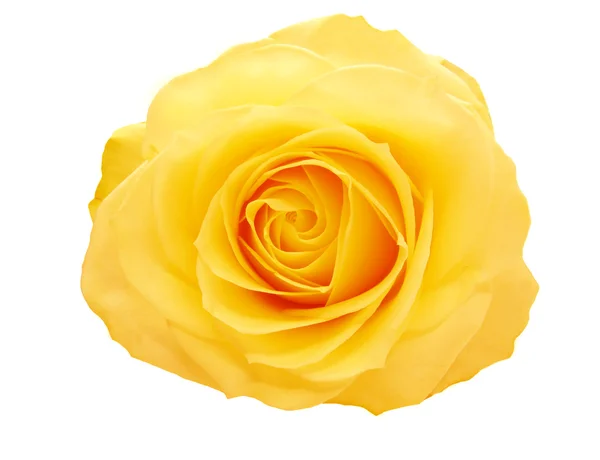 Amarelo rosa coração closeup — Fotografia de Stock
