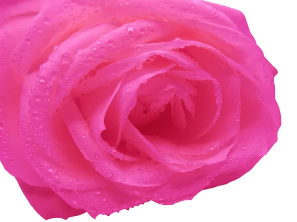 Ροζ τριαντάφυλλο σε σταγόνες νερό — Φωτογραφία Αρχείου
