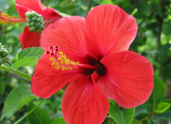 热带花卉 hibiskus — 图库照片