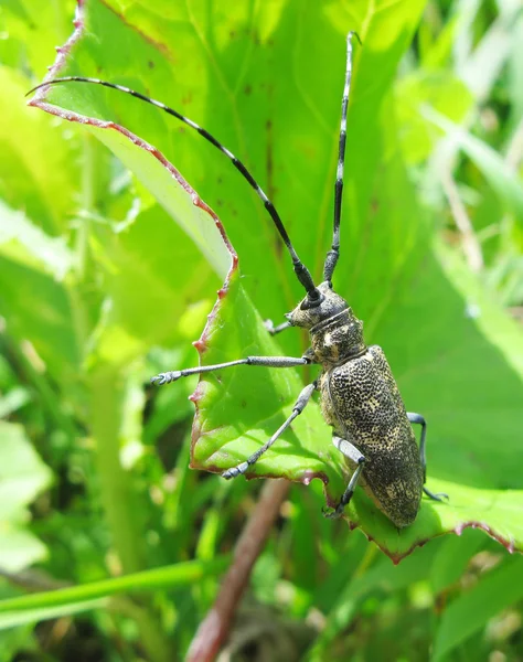 Brauner Käfer in Blättern — Stockfoto