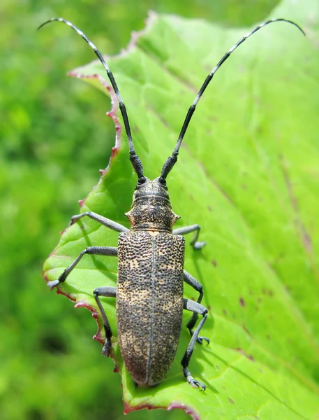 Brązowy chrząszcz w liście — Zdjęcie stockowe