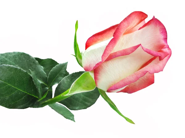 Біла і червона троянда крупним планом — стокове фото