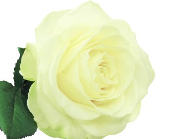 Yellow rose closeup clipart