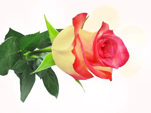 Жовта і червона троянда — стокове фото
