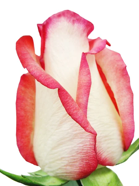 Biały i róża — Zdjęcie stockowe