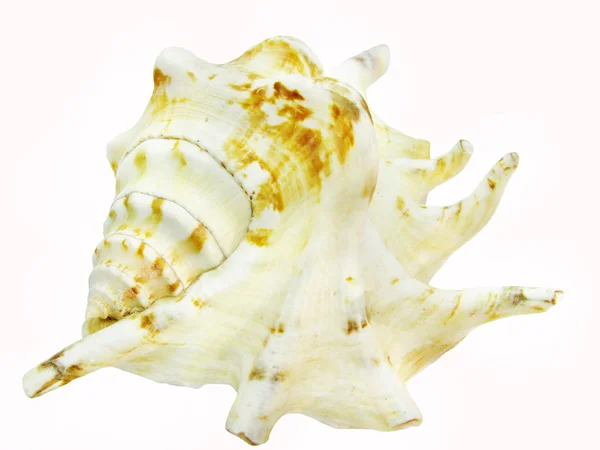 Große weiße und braune Muschel — Stockfoto