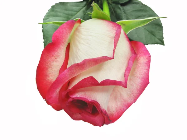 Biało -czerwona róża — Zdjęcie stockowe