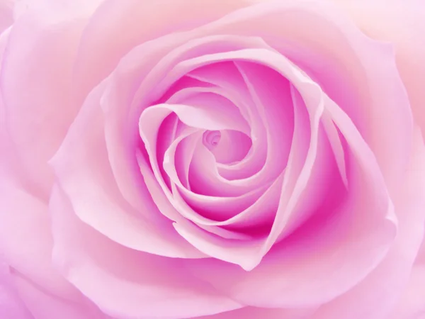 Różowa róża serca zbliżenie — Zdjęcie stockowe