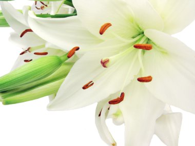 Bouquet of white lilies clipart