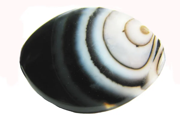 Schwarze Achat Perle Fischform — Stockfoto