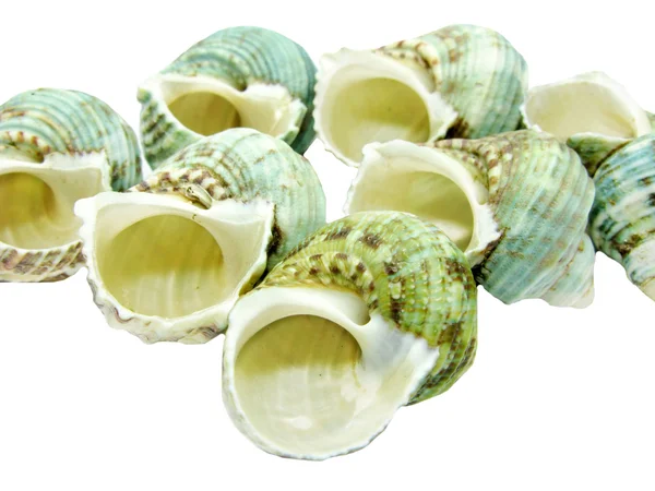 Green sea shells — Stock Photo, Image