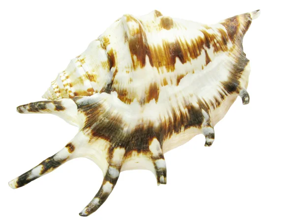 Яркая морская раковина — стоковое фото