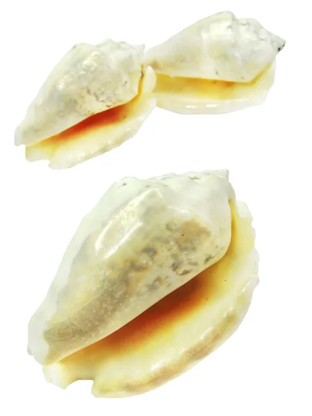 White shiny sea shell — Stock Photo, Image