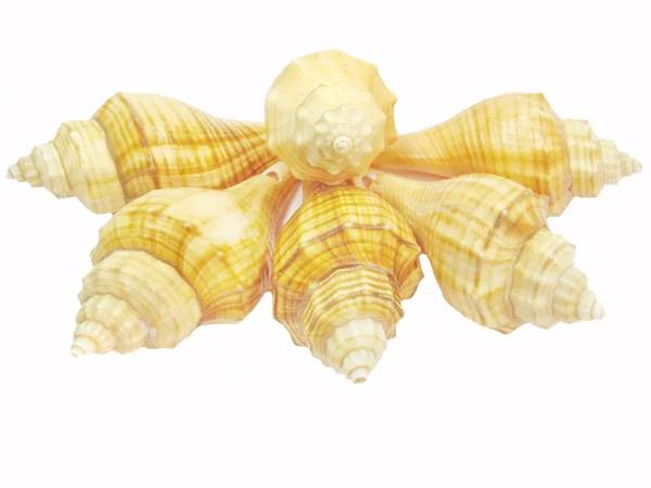 Yellow seashell — Stock Photo, Image