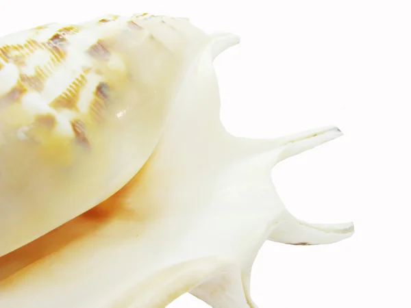 Large sea shell lambis — Stock Photo, Image