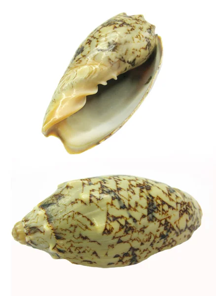 Brown and black seashell — Stock Photo, Image