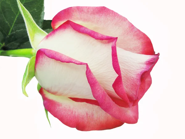 Roze en witte roos close-up — Stockfoto