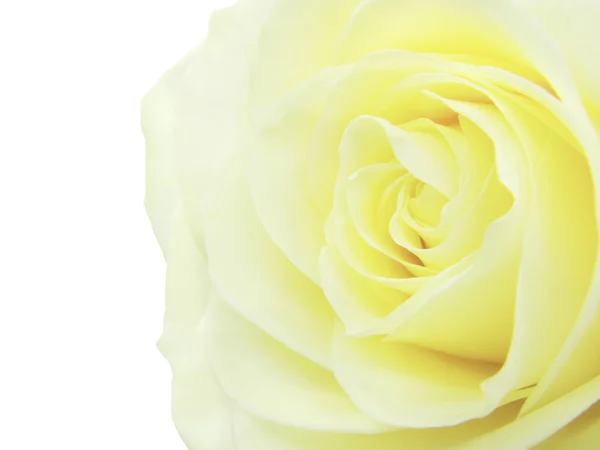 Žlutá růže srdce closeup — Stock fotografie