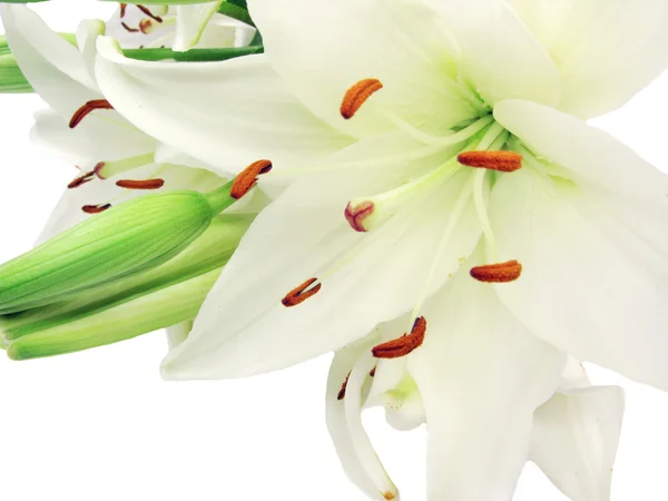 Strauß weißer Lilien — Stockfoto