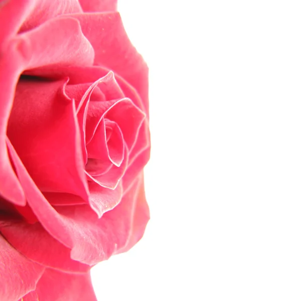 Rode roos frame op linkerzijde — Stockfoto