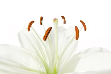 Bouquet of white lilies clipart