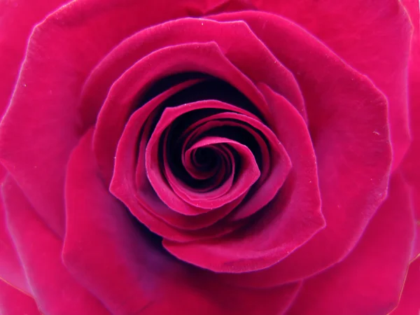 Closeup damaškové růže srdce — Stock fotografie