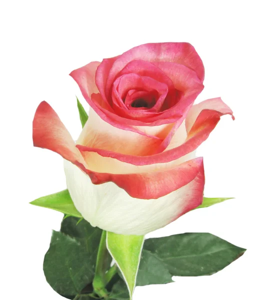 White and red rose heart closeup — Stock Photo, Image